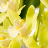Cymbidium