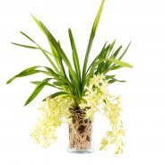 Cymbidium cascade "Jennifer" green