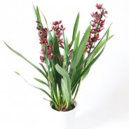 Cymbidium