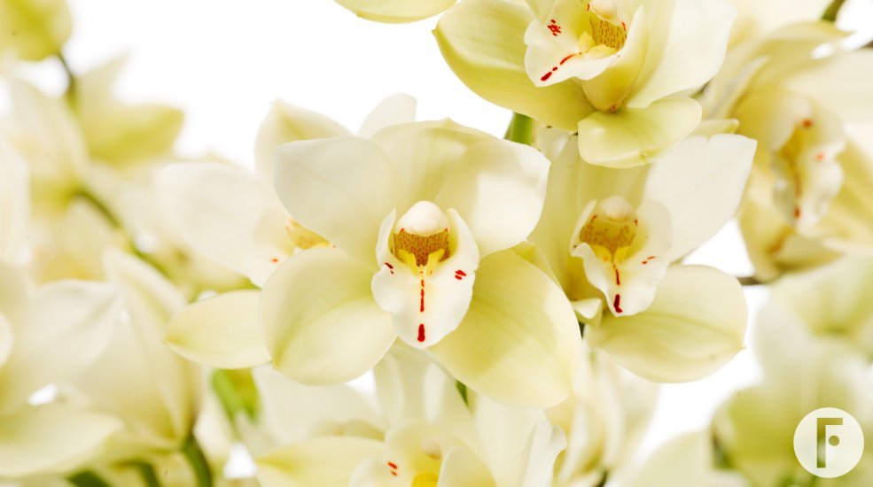 Scholte Orchidee Eerlisue Paddy close up bloem af