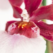 Oncidium - Tiger Orchid