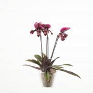 Phaphiopedilum - Slipper Orchid