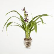 Zygopetalum2a