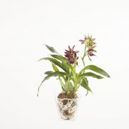 Zygopetalum