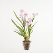 Miltonia3a