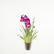 Miltonia2a