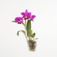 Cattleya1a