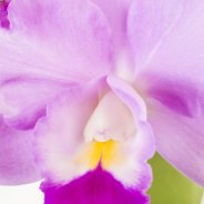 Cattleya3