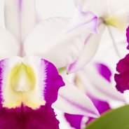 Cattleya4