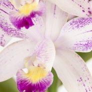 Cattleya5