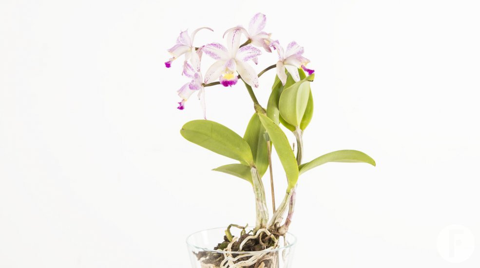 Cattleya5a