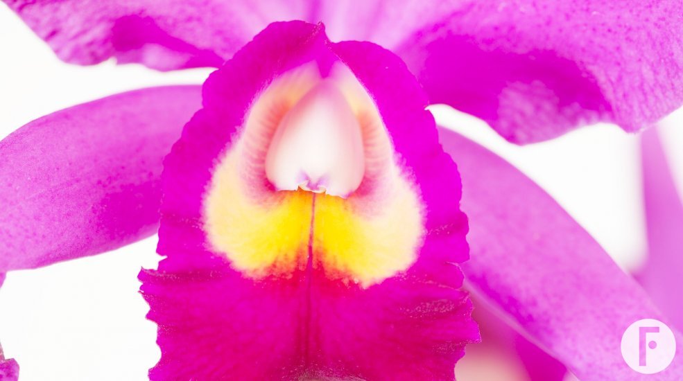 Cattleya1