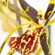 Cambria brassia3