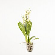 Cambria brassia4a
