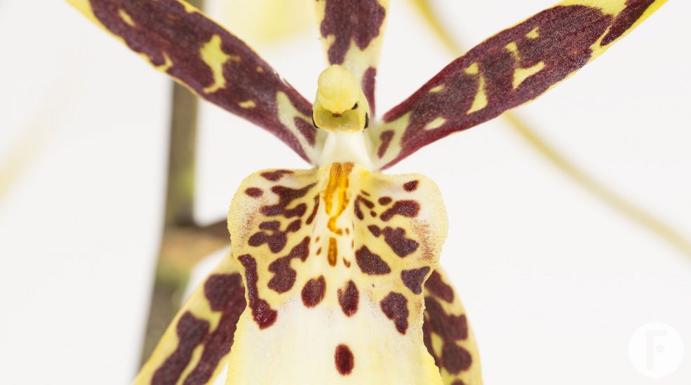 Cambria brassia5