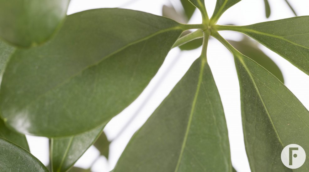 Schefflera arboricola