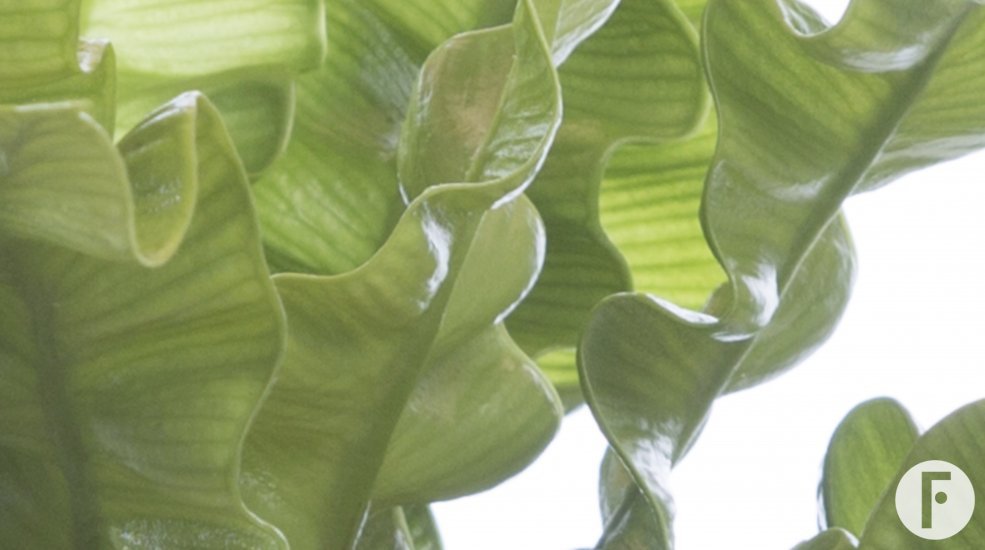 Asplenium nidus Crispy Wave close