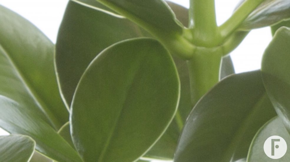 Clusia rosea princess close