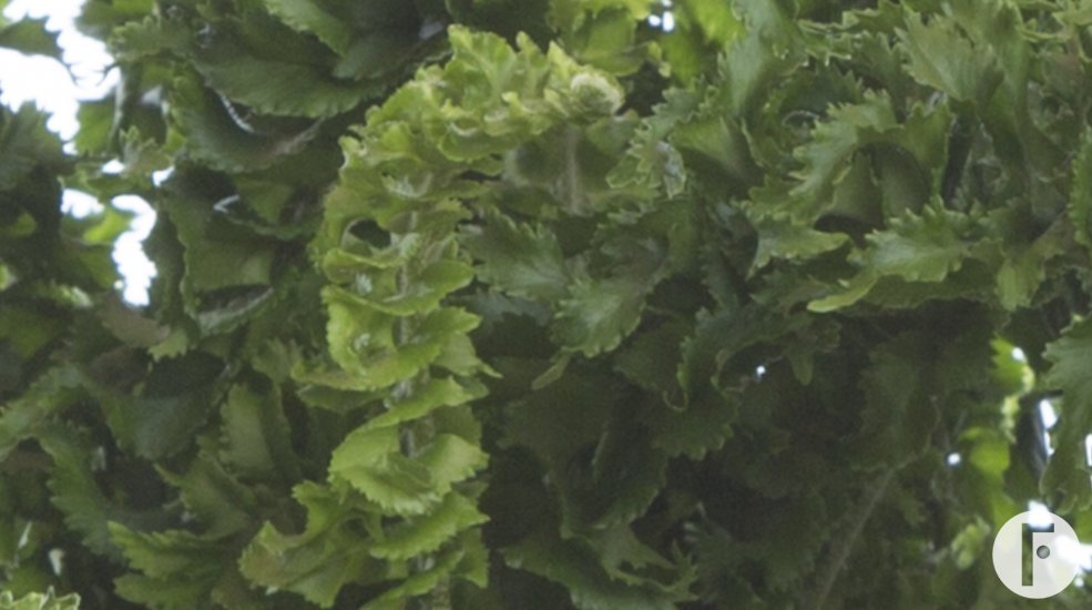 Dryopteris Crispa Cristata close