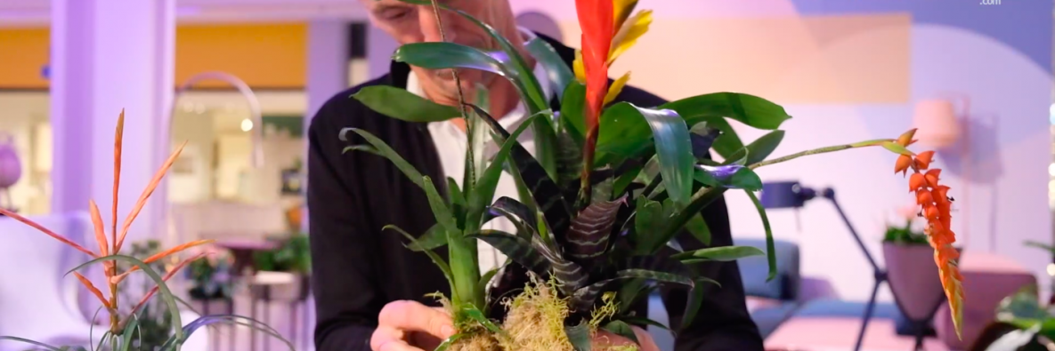 Green Living inspiration - colourful Bromeliads in cosy interior