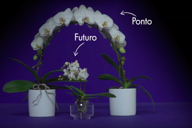 Opti-flor's Creative Collection Opti-flor's Creative Collection