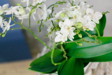 Orchid on a pedestal