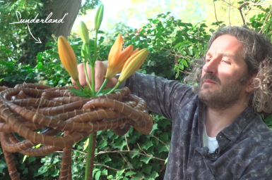 A strong Sunderland lily design