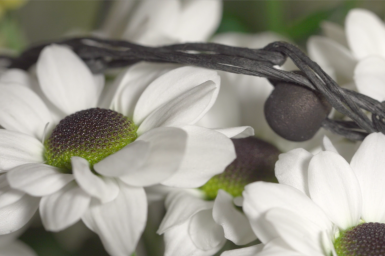 Meet the Yin Yang family Meet the Yin Yang family