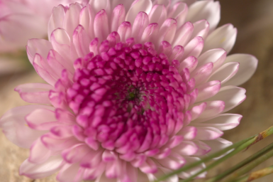 Meet the Abbey family Meet the Abbey family