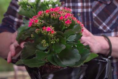 Kalanchoe and records table decoration Kalanchoe and records table decoration