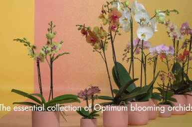 Opti-flor's Select Collection