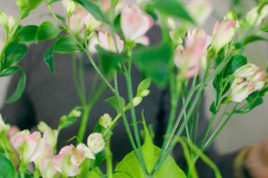 Charmelia for Mother's Day