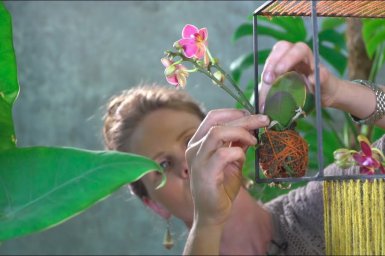 Orchids urban jungle-style Orchids urban jungle-style