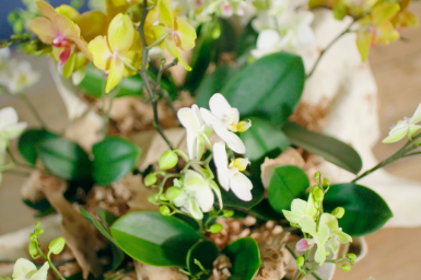 Orchid centerpiece