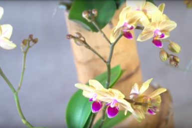 An urban jungle design with orchids An urban jungle design with orchids