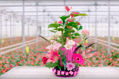 a Flowerful Anthurium arrangement a Flowerful Anthurium arrangement