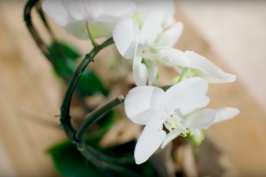 Orchids and antlers arrangement