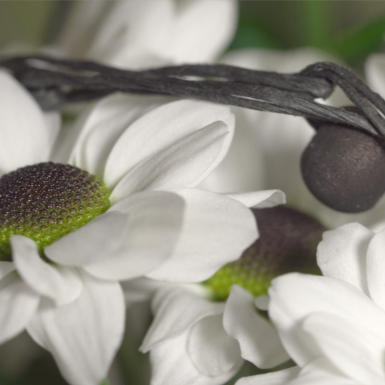 Meet the Yin Yang family