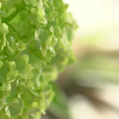 Stop and smell the... scent of spring