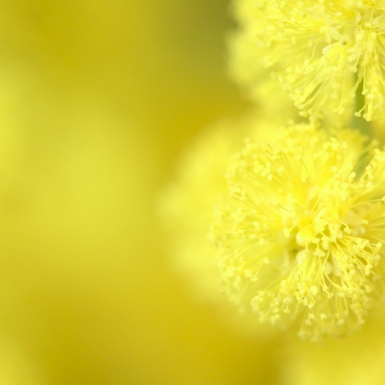 Stop and smell the... scent of spring | Easter flowers