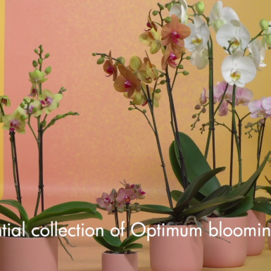 Opti-flor's Select Collection Opti-flor's Select Collection