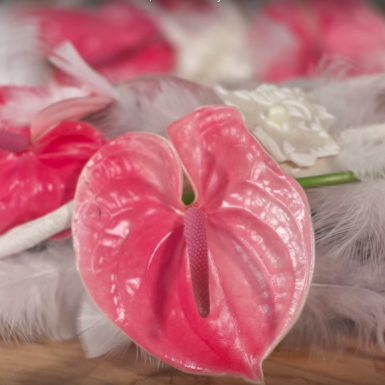 Soft Anthurium and feather wreath