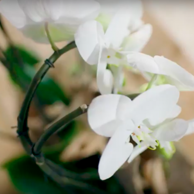 Orchids and antlers arrangement