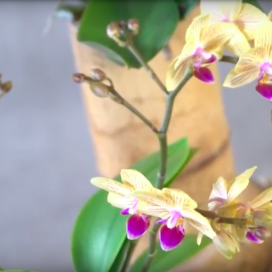An urban jungle design with orchids