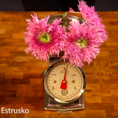 Deliflor-icious Chrysanthemums Estrusko and Estruko White