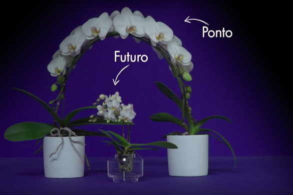 Opti-flor's Creative Collection Opti-flor's Creative Collection