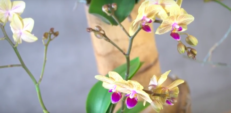 An urban jungle design with orchids