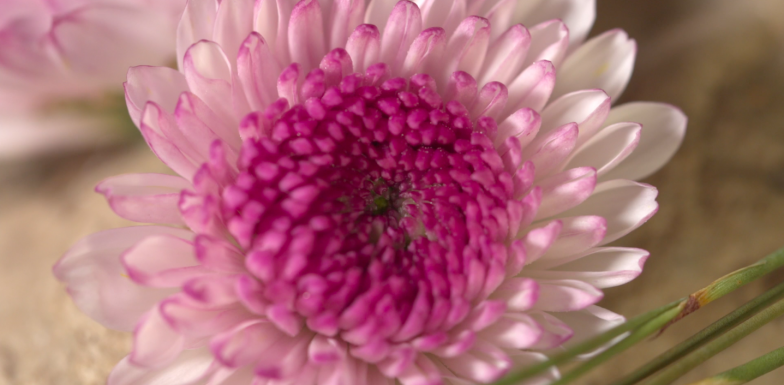 Meet the Abbey family