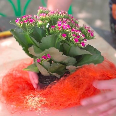 a colourful Kalanchoe table setting