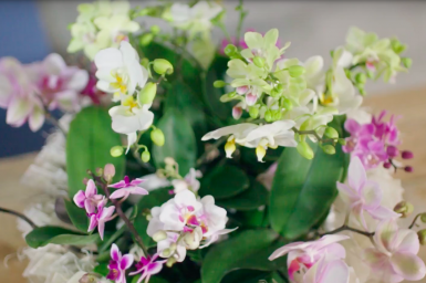 an eye-catching Orchid design